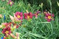 IMG_4354 (Large)